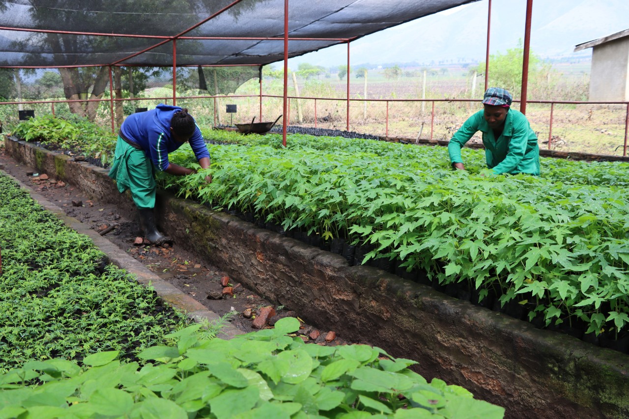 Cultivo de plántulas en viveros 
